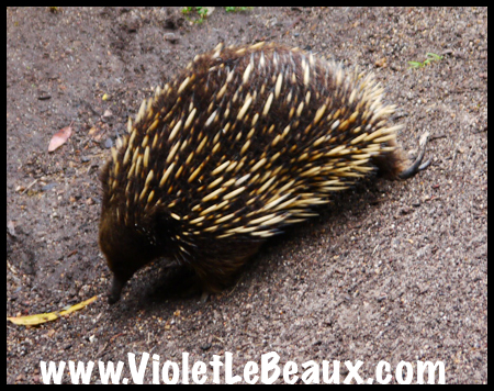 VioletLeBeaux-Melbourne-Zoo-1030298_1362 copy